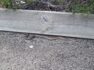 Snakes are about