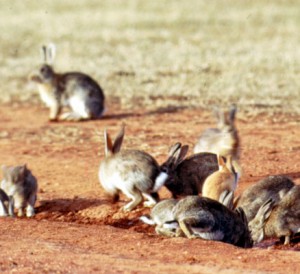 Bunnies will be busted