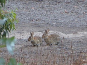 Grant backs bunny busters