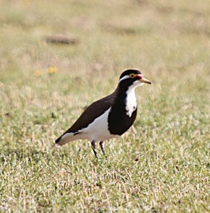 Season’s end for eye-catching hobby