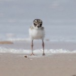 plovers_150758_02.JPG