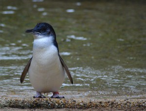 Penguins stealing CCTV funding?