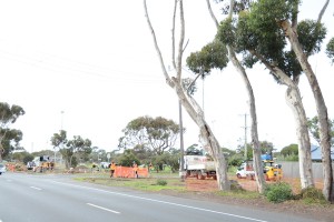 Questions as trees get the chop
