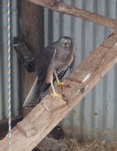 Laying eyes on powerful owl