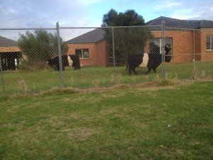 New security guards on the moo-ve