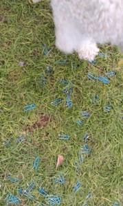 Staples threat to dogs