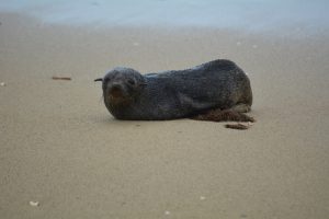 Dog attacks helpless seal