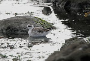 A rare bird on the wing