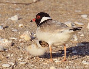 Be a plover lover