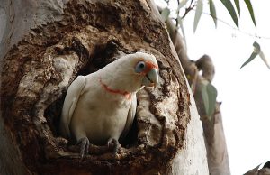 Flock of little corellas