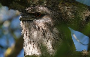 Birds galore at summer’s end