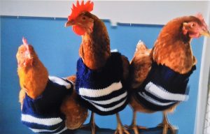 Cats rule the coop