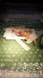 Layla hops to it on surgery