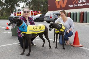 Four-legged fun