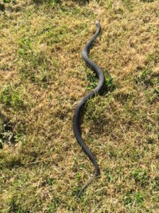 It’s slitherin’ season