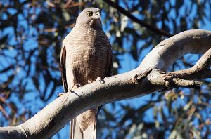 Buoyed by birdsong