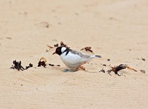 Support for hooded plover