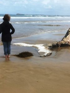 Whale carcass at Collendina