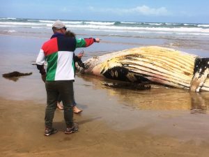Whale exhumed and moved