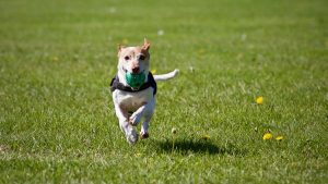 Dog park for Grove?