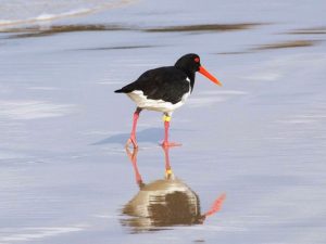 Wetlands are still dry
