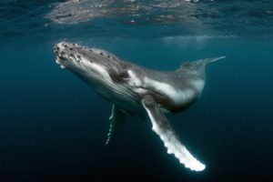 Whale search called off