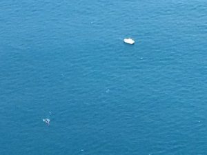 Whale rescue suspended