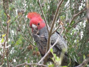 Bird list getting longer