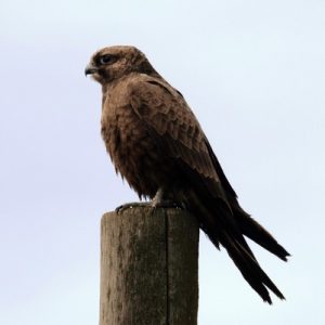 Bellarine’s amazing raptors