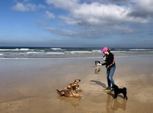 Dogs face beach ban