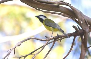 Nesting activity abounds