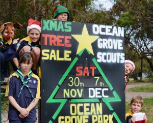 Trees on sale for Christmas