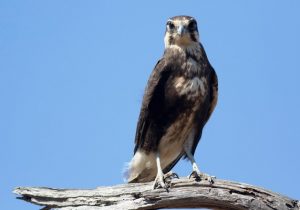 Distress over bushfire losses