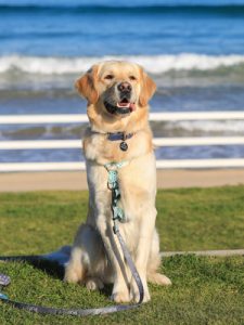 Dogs on beach changes proposed