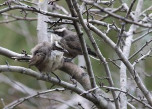In search of the owlet nightjar