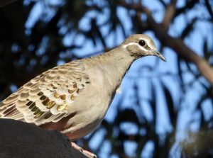 Plenty to feast on for bird watchers