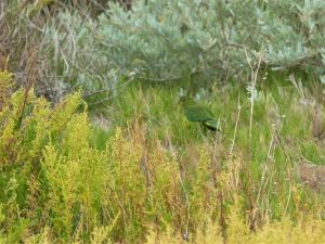 Rare parrot returns to Bellarine