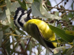 Falcon sightings brighten winter days