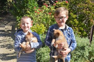 Helping hand for rescued dingoes