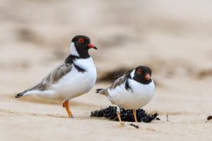 Help keep hooded plovers safe