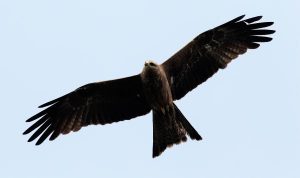 Migratory birds a sight to behold