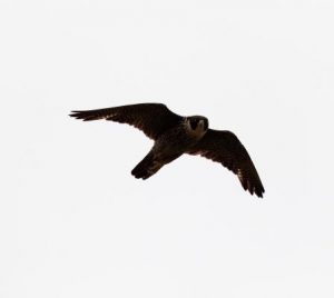 Seatch for owlet nightjar pays off