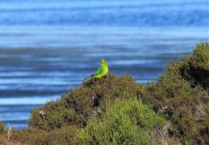 Rare parrot sighting