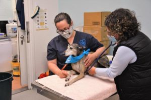 Pet care project lauded