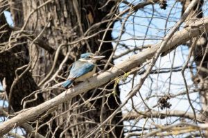 Birds aplenty at Anglesea Heath