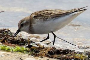 Migratory bird numbers low