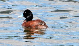 Bird survey full of highlights