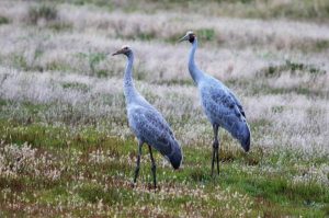 Fledglings at home on the Bellarine