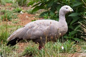Wedge-tailed eagles delight