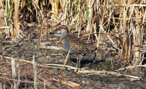 Lewin’s rail sighting a first